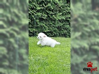 Ράτσα: Μαλτέζ - Maltese | Ηλικία: 2,5 μηνών | Φύλο: Αρσενικό | Αρ. Microchip: 6778642745 | Εκπαιδευμένο | Περιοχή: Αττική